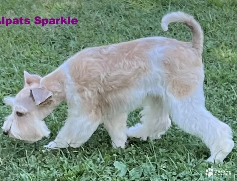 Sparkle Miniature Schnauzer