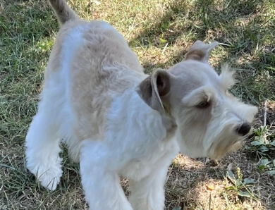 Sparkle Sparkle Miniature Schnauzer