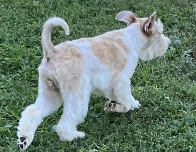 Sparkle Sparkle Miniature Schnauzer