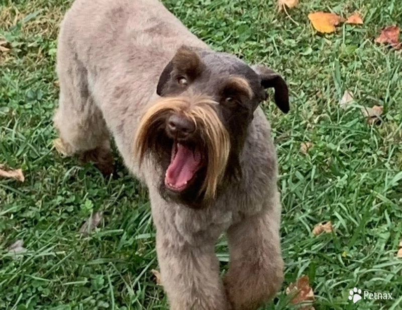 Olivia Miniature Schnauzer