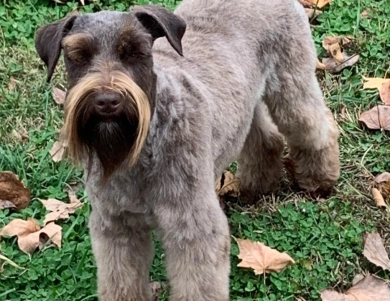 Olivia Miniature Schnauzer