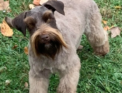 Olivia Miniature Schnauzer