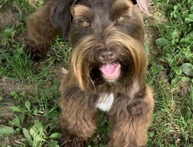 Olivia Miniature Schnauzer
