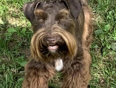 Olivia Miniature Schnauzer