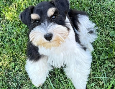 Taralee Taralee Miniature Schnauzer