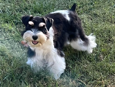 Taralee Taralee Miniature Schnauzer