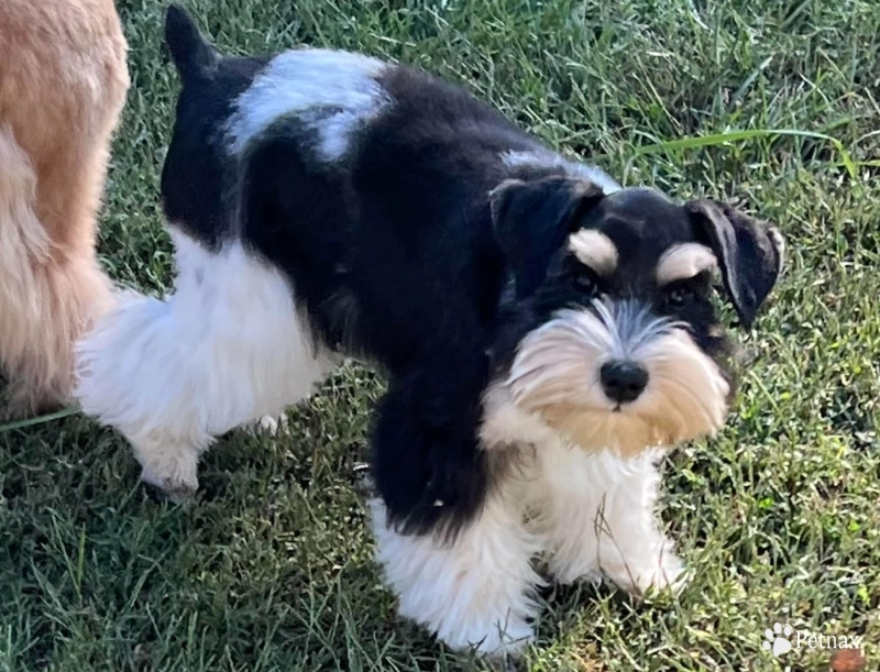 Taralee Miniature Schnauzer