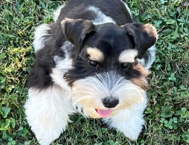 Taralee Taralee Miniature Schnauzer