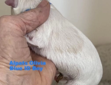 Blue ID Boy Blue ID Boy Miniature Schnauzer