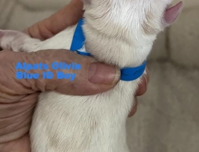 Blue ID Boy