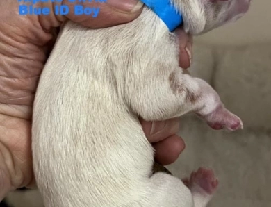Blue ID Boy Blue ID Boy Miniature Schnauzer