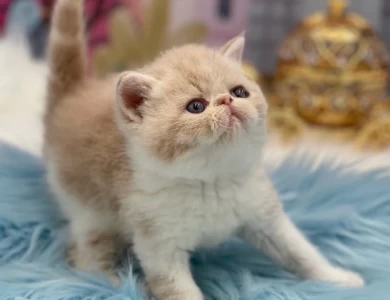 Princess Mulan Kittens for Sale
