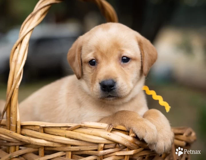 Dark yellow boy Puppies for Sale