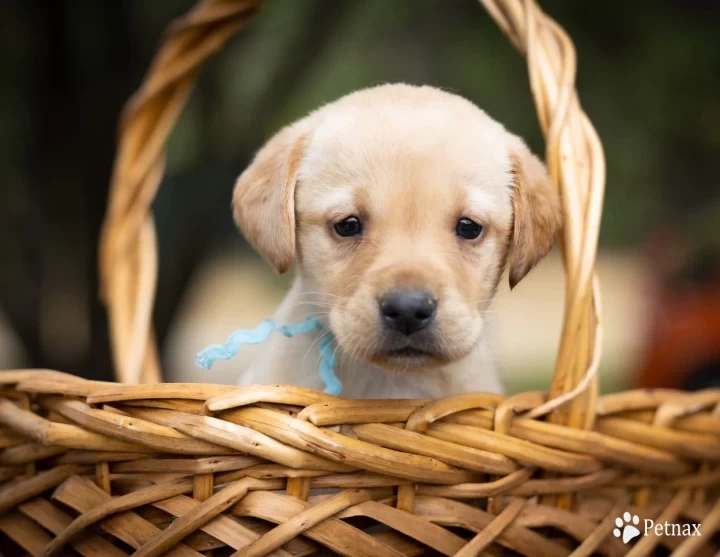 Light yellow girl Puppies for Sale