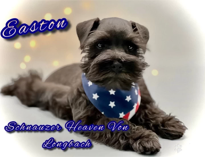Easton AKC Puppies for Sale