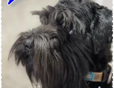 Heaven's Luik Von Longbach Miniature Schnauzer