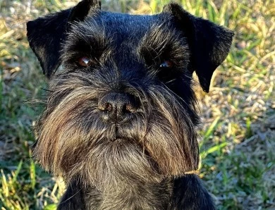 Heaven's Rowan Von Longbach Miniature Schnauzer