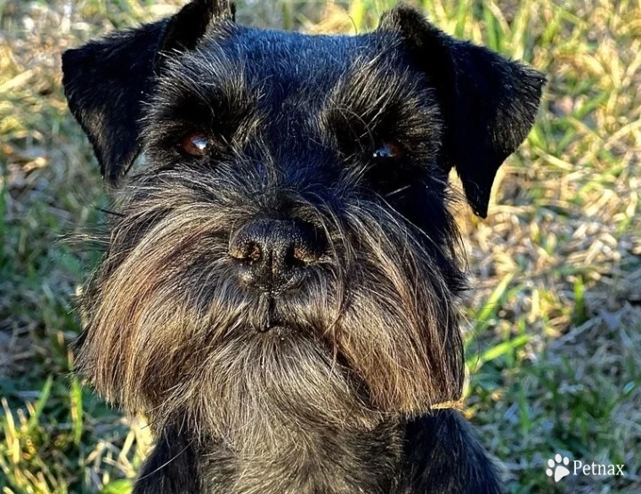 Heaven's Rowan Von Longbach Miniature Schnauzer