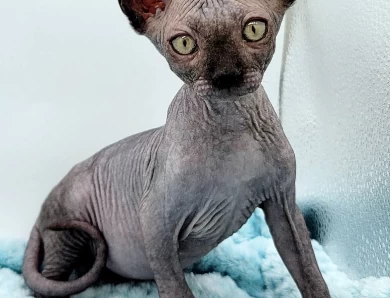 Licorice Black Sphynx Kitten Licorice Black Sphynx Kitten Kittens for Sale