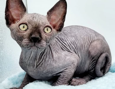 Licorice Black Sphynx Kitten