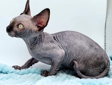Licorice Black Sphynx Kitten Licorice Black Sphynx Kitten Kittens for Sale