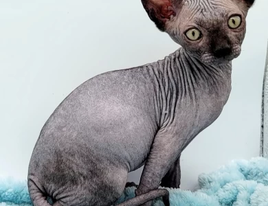 Licorice Black Sphynx Kitten Licorice Black Sphynx Kitten Kittens for Sale