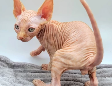 Pascal Red Tabby
