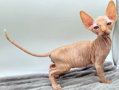 Pascal Red Tabby Pascal Red Tabby Kittens for Sale