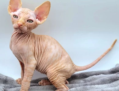 Pascal Red Tabby Pascal Red Tabby Kittens for Sale