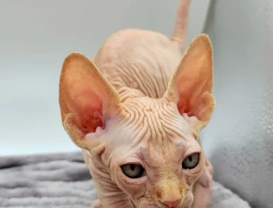 Pascal Red Tabby Pascal Red Tabby Kittens for Sale