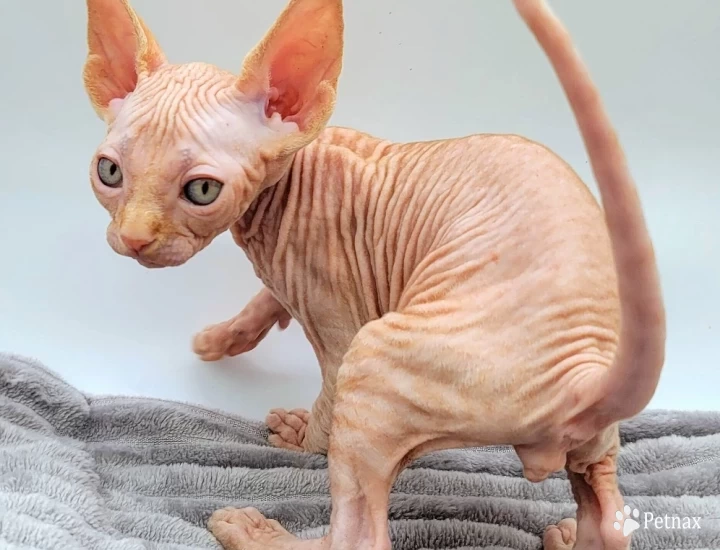 Pascal Red Tabby Kittens for Sale