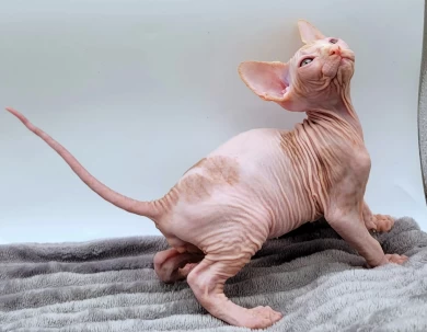 Pierre White and Orange Harlequin Pierre White and Orange Harlequin Kittens for Sale