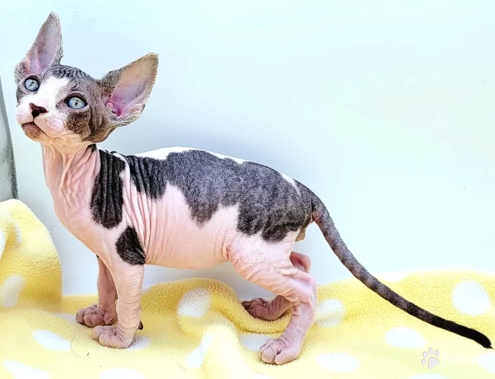 Cavatappi Tabby and White Harlequin Kittens for Sale