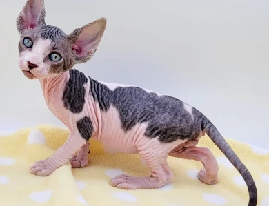 Cavatappi Tabby and White Harlequin Cavatappi Tabby and White Harlequin Kittens for Sale