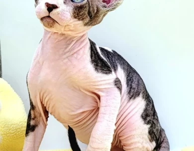 Cavatappi Tabby and White Harlequin Cavatappi Tabby and White Harlequin Kittens for Sale