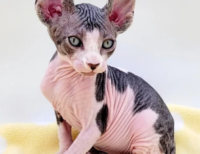 Cavatappi Tabby and White Harlequin Cavatappi Tabby and White Harlequin Kittens for Sale