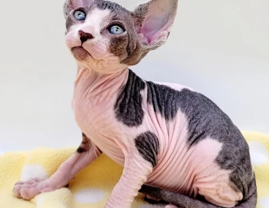 Cavatappi Tabby and White Harlequin Cavatappi Tabby and White Harlequin Kittens for Sale