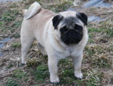 CH Keeter Pug
