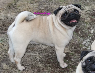 CH Sally Pug
