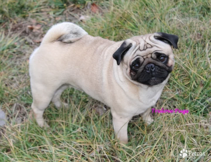 CH Sally CH Sally Pug