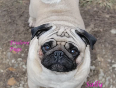 CH Sally Pug