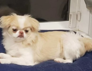 Noodles Japanese Chin