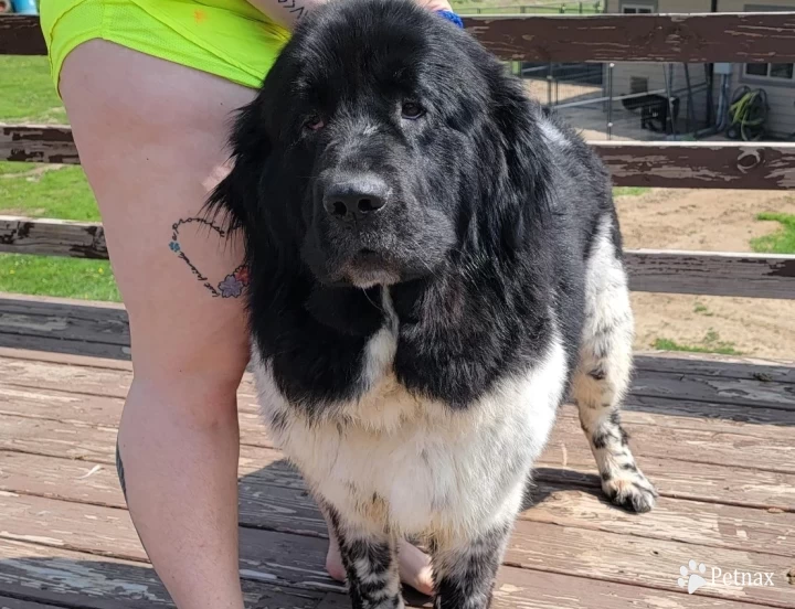 Pepper Sweetgirl Newfoundland