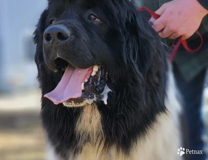 Winston the Roaring Lion aka Churchill Newfoundland