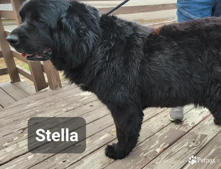 Stella Nera del Nord Newfoundland