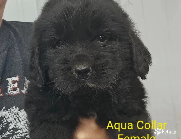 Aqua Collar Puppies for Sale