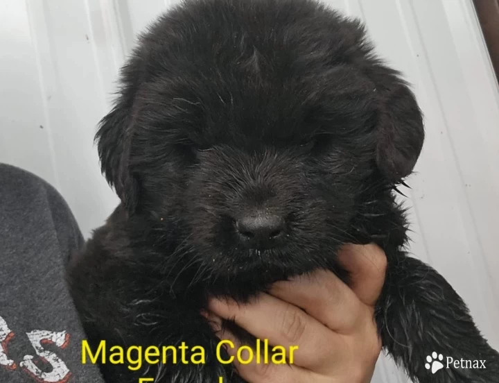 Magenta Collar Puppies for Sale