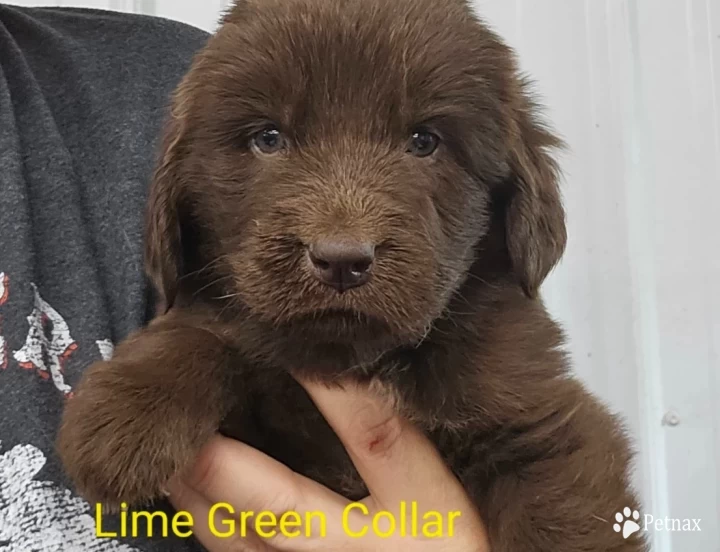 Lime Green Collar Puppies for Sale