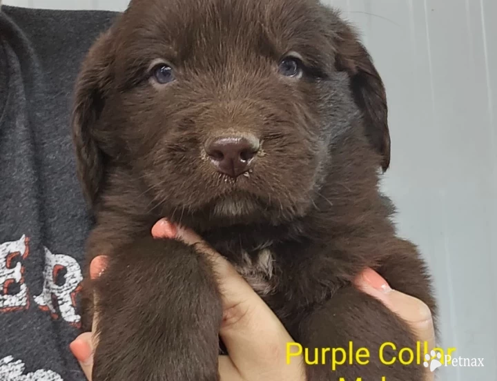 Purple Collar Puppies for Sale