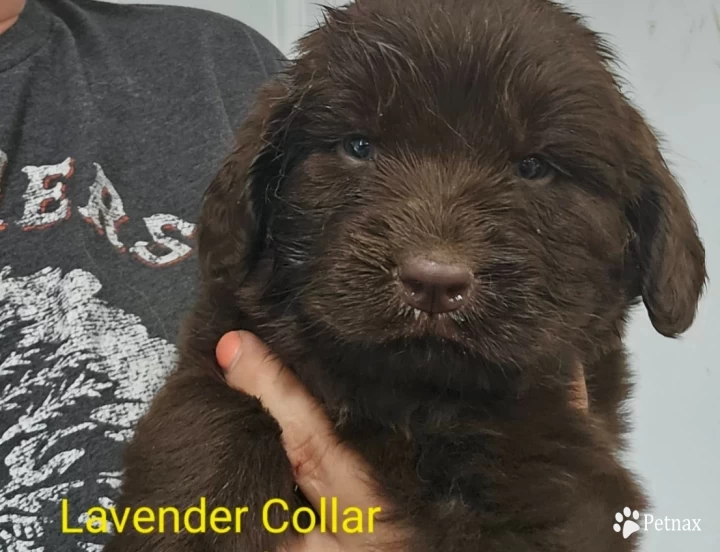 Lavender Collar Puppies for Sale